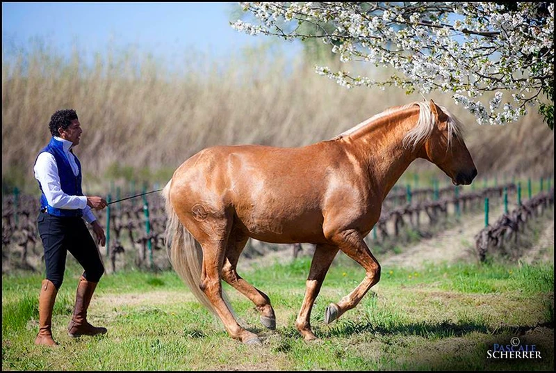 QUI EST GARI ZOHER ?